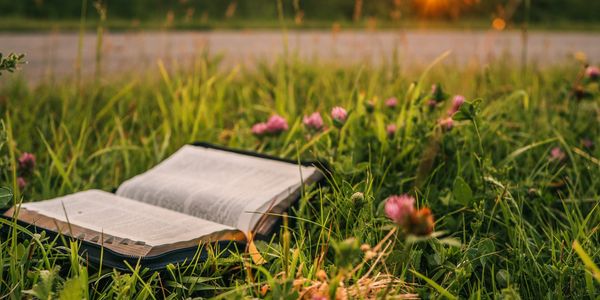Holy Bible in grass and wild flowers
