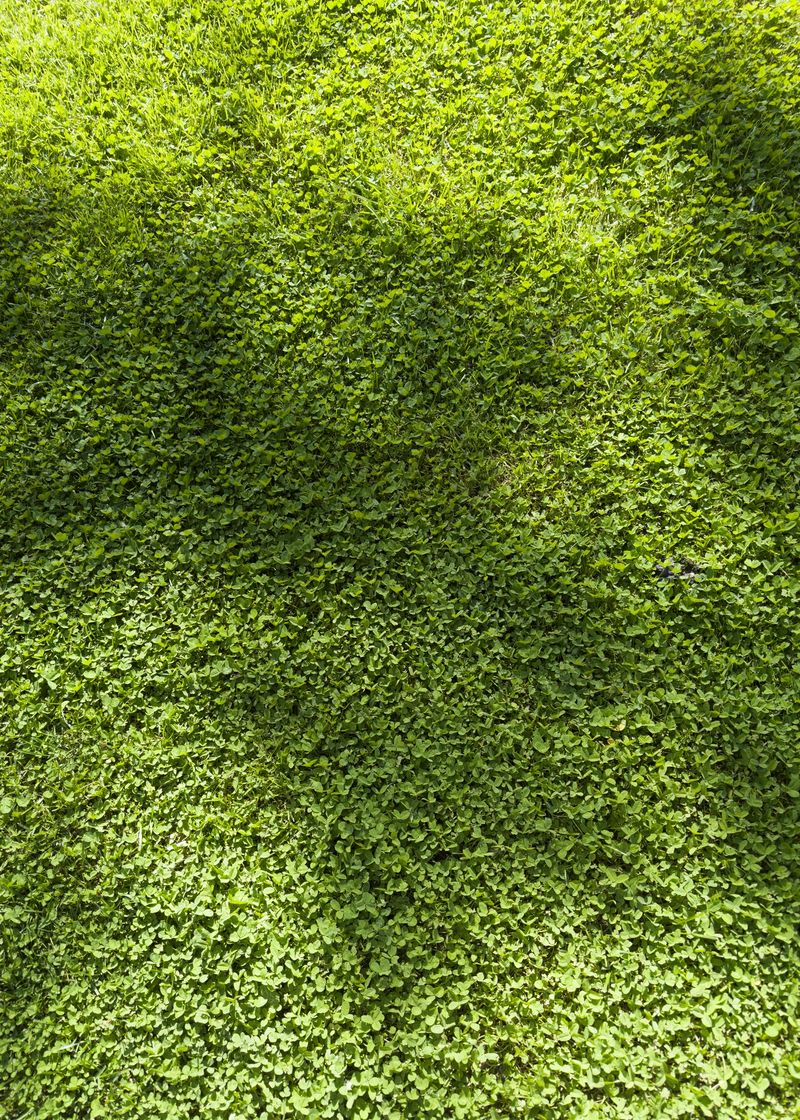 Photographic documentation of a perfectly mowed lawn, intense and uniform green, showing the care and freshness of the recent cut.