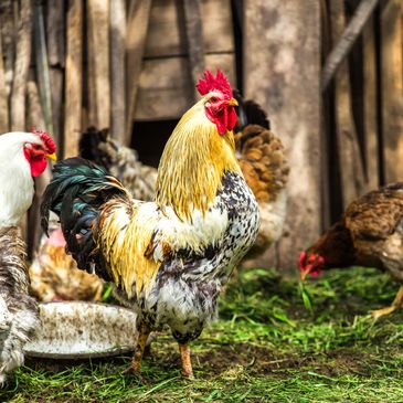 Colorful rooster standing proudly amidst hens in a rustic farmyard.