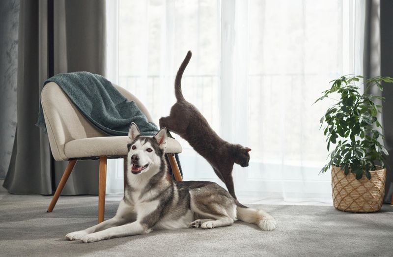 A grey cat leaps into the air beside a sitting husky dog. The playful moment contrasts with the modern and serene room decor.