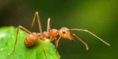 A brown ant on a leaf