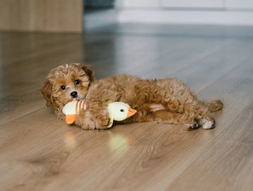 Curly brown puppy cuddling a yellow duck toy on wooden floor.