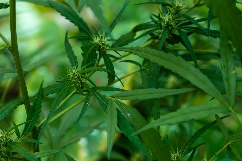 Close view of a green cannabis plant showcasing detailed leaves and budding flowers. Captured in a natural environment, this image evokes feelings of tranquility and growth.