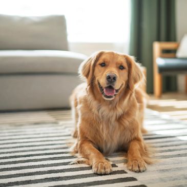 Golden Retriever lying on a striped rug indoors.