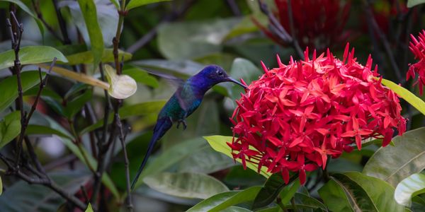 Hummingbird Nectar, Hummingbird Feed, Watching, Hummingbird Premix, Hummingbird Mix, Nectar