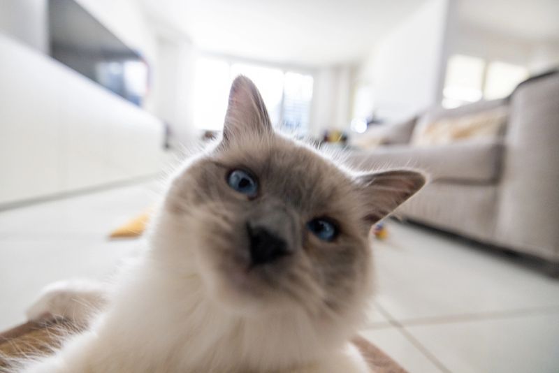Ragdoll cat lounging comfortably in a living room. Furry feline in a bright, modern home. Perfect for pet lovers and cozy home decor themes.