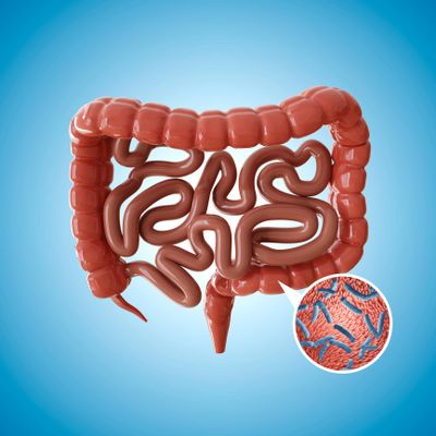 3D illustration of human intestines with a close-up of gut bacteria.