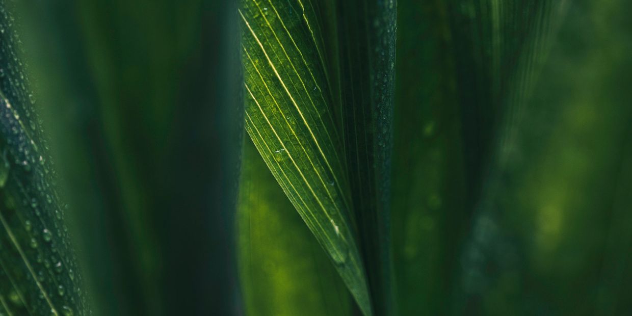 Close-up of green leaves with visible veins and water droplets.