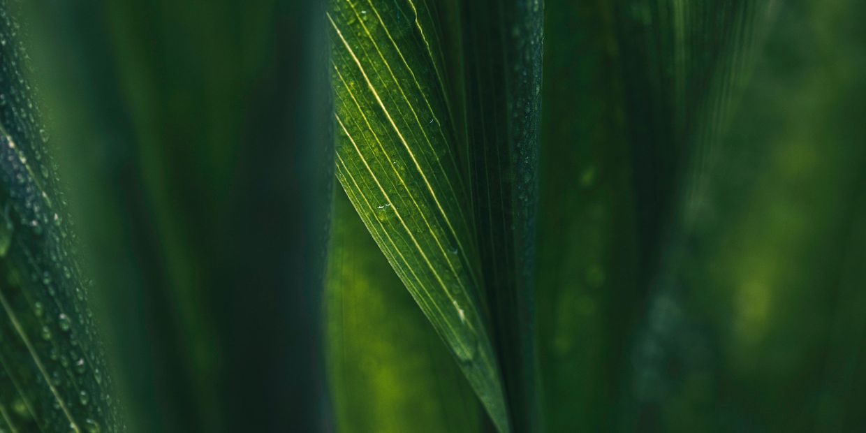 Close-up of green leaves with visible veins and water droplets.