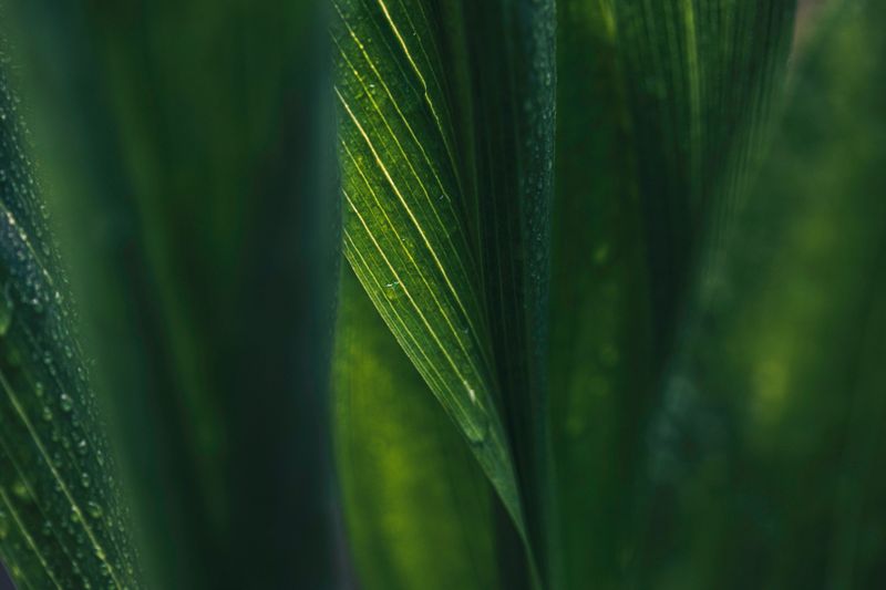 Leaf surface with water drops, macro, shallow DOF