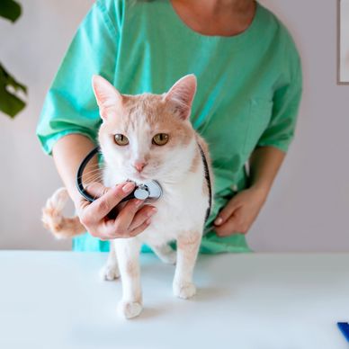 Veterinarian examining a cat with a stethoscope.