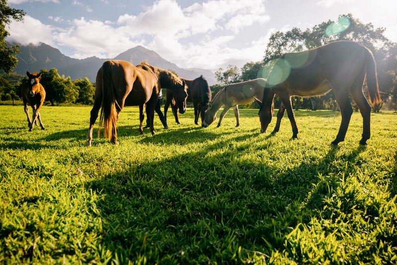 Horses grazing in a beautiful green pasture on Kauai, Hawaii, the mountains looming large in the background and sunlight cascading through the trees.