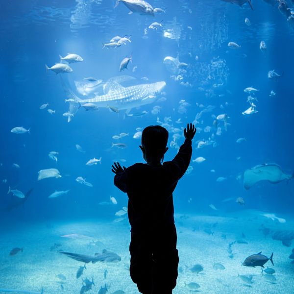 A child fascinated by marine life in a large aquarium.