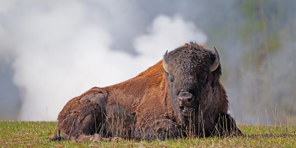 A large bison resting on grass with a misty background.