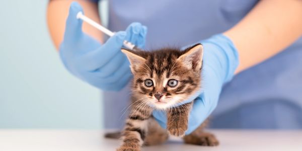 A veterinarian holds a kitten while preparing a syringe for vaccination.