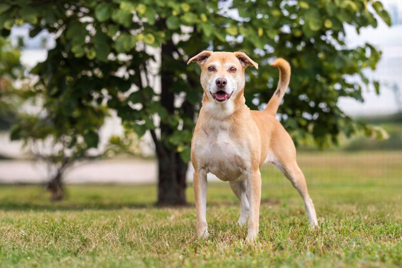 A spirited senior mixed-breed dog stands proudly on green grass, facing forward with an alert and happy expression. The dog’s tail is curved upward, ears perked, and posture strong, capturing a moment of lively curiosity. In the background, a leafy tree and blurred outdoor elements suggest a peaceful park or neighborhood setting. This image is perfect for topics around senior pet health, active aging in dogs, pet lifestyle, and outdoor play.