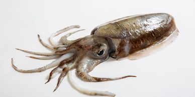 Close-up of a squid on a white background.