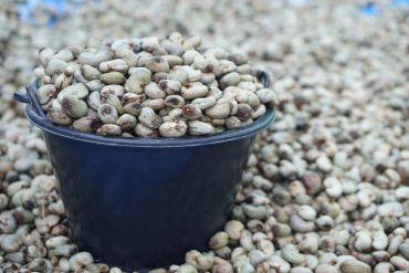 Black bucket full of dry beans surrounded by more beans.