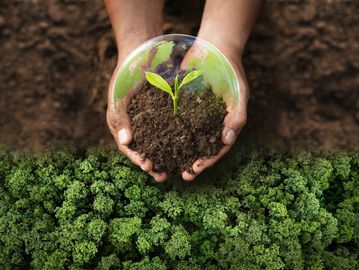 Hands holding soil and a small plant under a protective glass dome.
