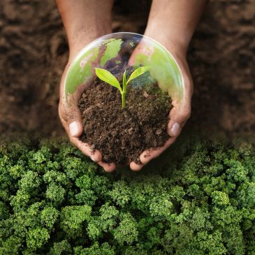 Hands holding soil with a small plant sprout.