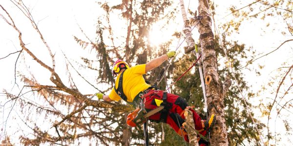 Tree climber working with safety gear in the forest.