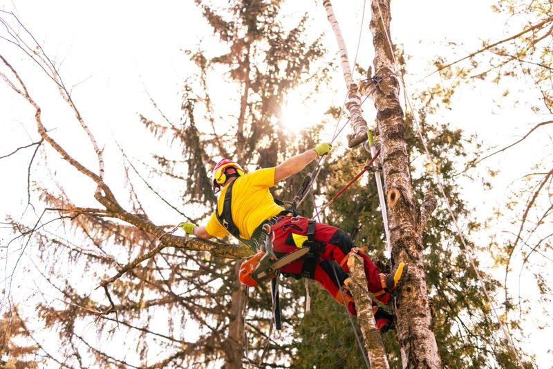 Professional Arborist Cutting Tree Equipped with Safety Gear
