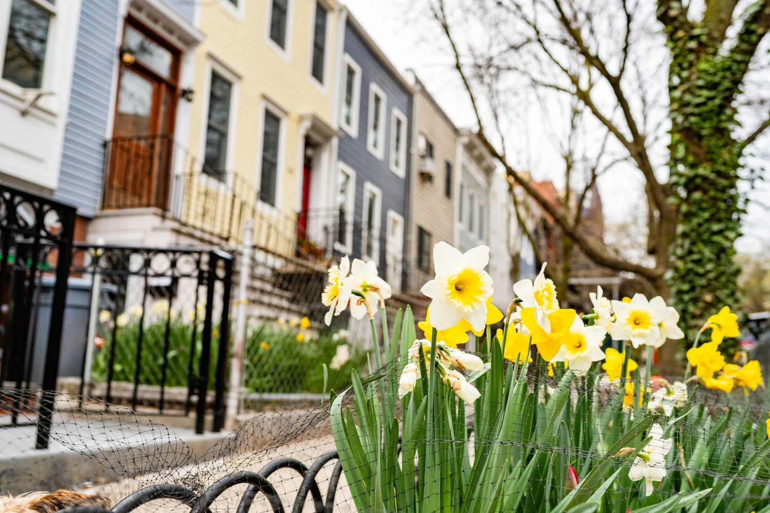 Yellow and white daffodils bloom in a city garden with row houses in the background.