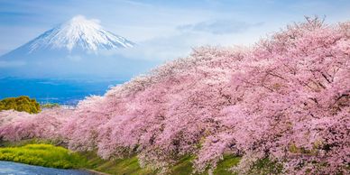 Cherry blossoms with Mount Fuji in the background.