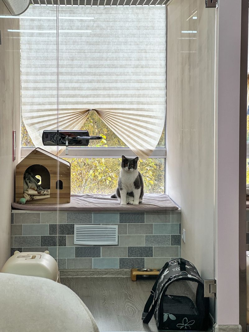 Cute lonely cat waiting for owner in pet hotel room sits by window in room. Glass door shows amenities for cats with toilet and food huts, pet boarding and care, activities and special care for animal