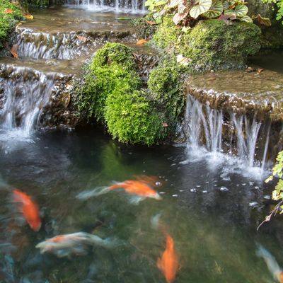 Koi pond, north jersey koi pond, waterfall, Japanese koi pond, Japanese waterfall, Japanese garden 