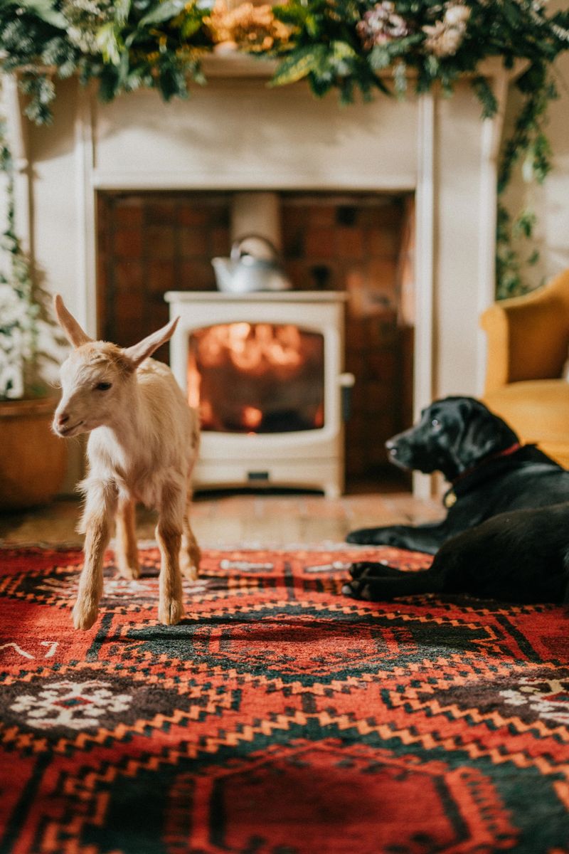 A goat is standing next to a dog in a living room. The dog is laying down on the floor