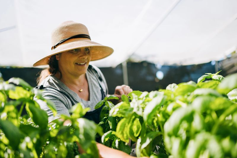 A Caucasian woman tends to her plants in her hydroponics greenhouse on a small homestead organic farm near Hilo, Hawaii.