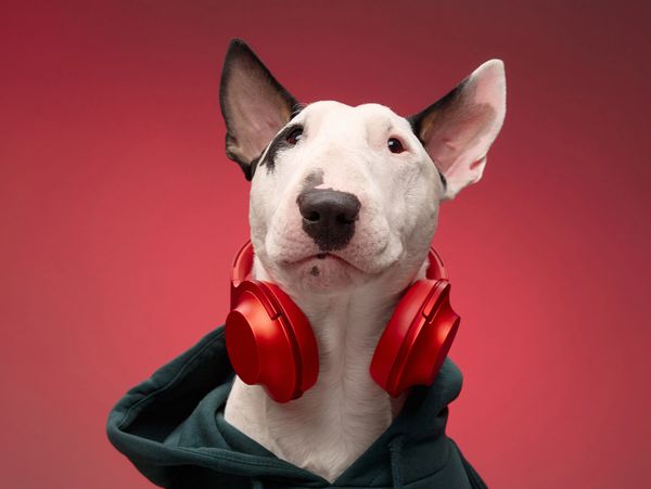 Bull Terrier dog wearing a green hoodie and red headphones against a red background.