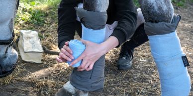 Person wrapping horse's leg with blue bandage.