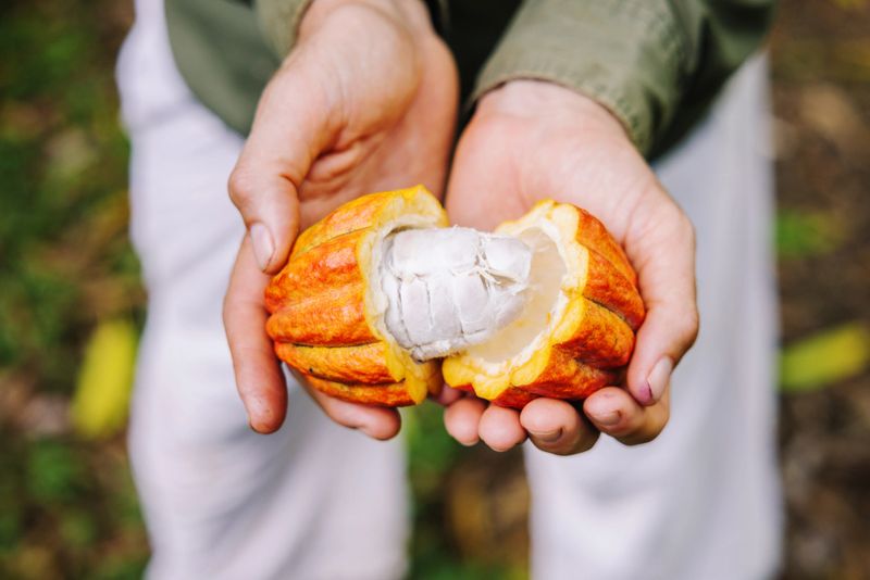 Theobroma cacao harvested on Kauai on a small farm,  ultimately to be harvested and processed for chocolate.  Shot on Kauai of the Pacific Hawaiian islands.