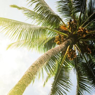 Palm tree against a bright Florida sky
