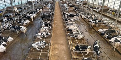 Cows resting in a large, organized barn with metal railings.