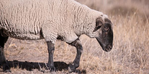 A sheep with a black face walking on dry grass.