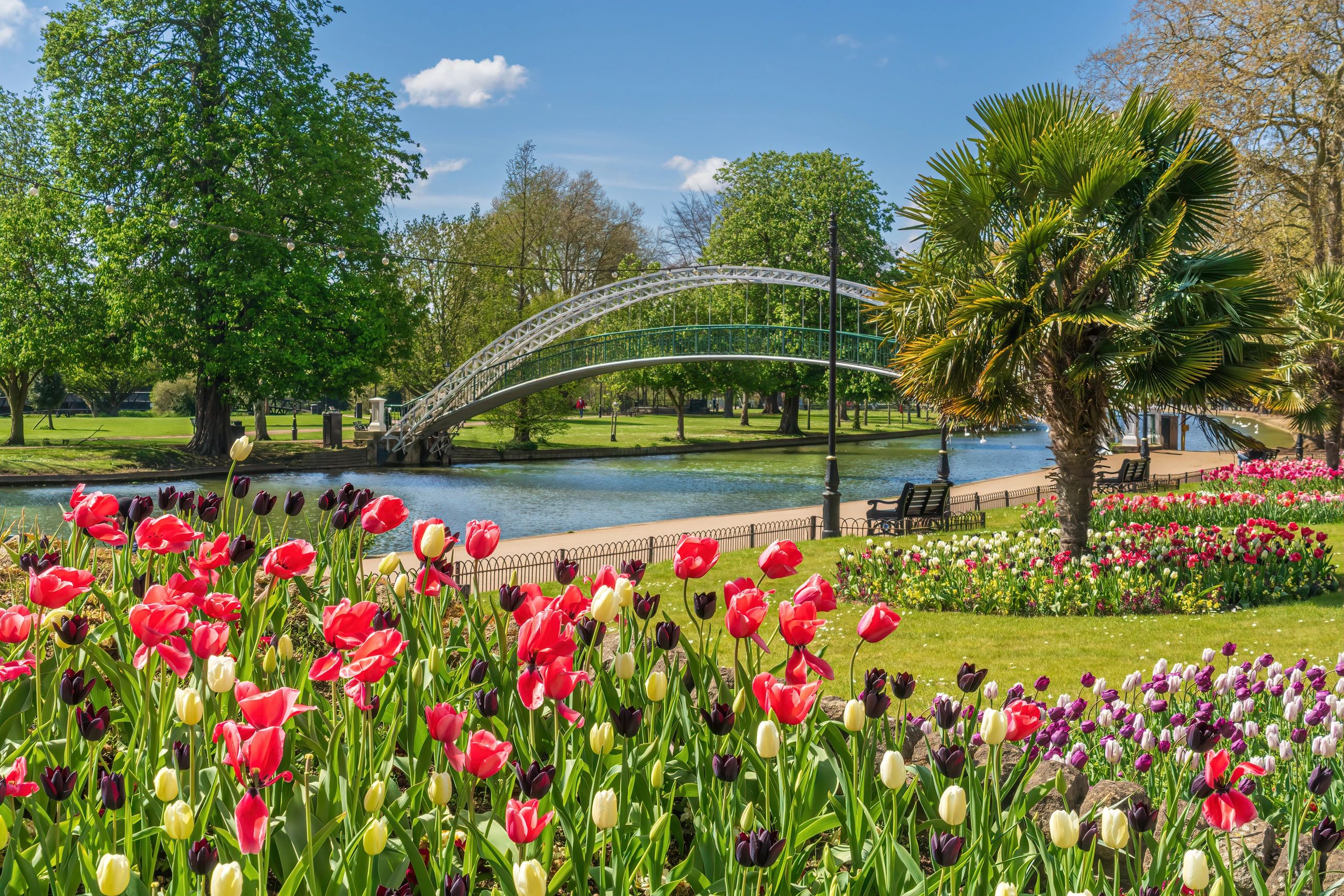 Colorful tulips in a park by a bridge over a canal.
