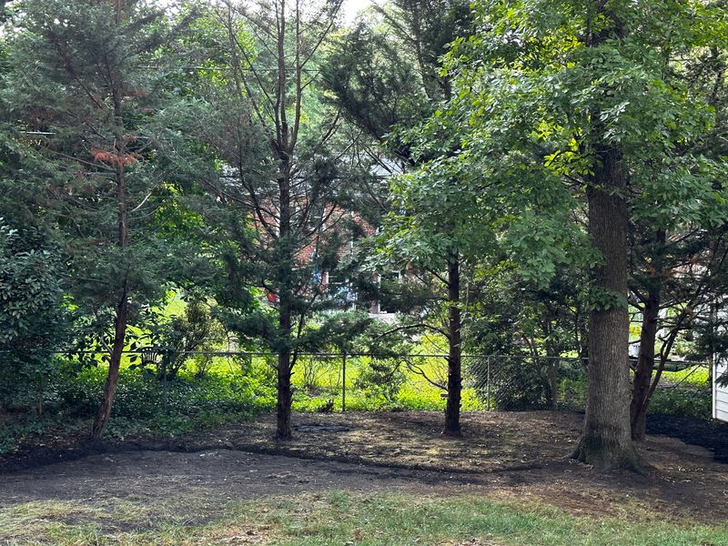 suburban backyard features a variety of trees, including coniferous and broadleaf species. The ground beneath is largely shaded, with patches of grass and exposed soil. A chain-link fence in the background separates the yard from neighboring properties. The trees are mature, with some showing dense foliage, while others are sparser, allowing light to filter through. A hint of a house roof is visible through the trees, indicating a residential setting.