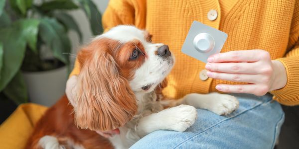 A dog curiously looking at a person holding a pill blister pack.