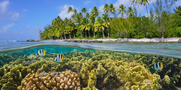 Split view of tropical island with coral reef and colorful fish underwater.