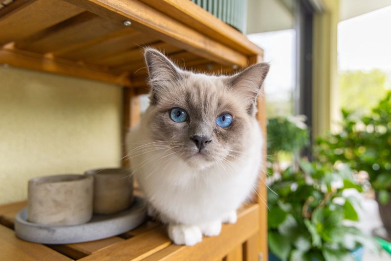 Charming cat with blue eyes perched on a wooden shelf. Feline surrounded by indoor greenery. Cozy atmosphere with natural light and decorations.