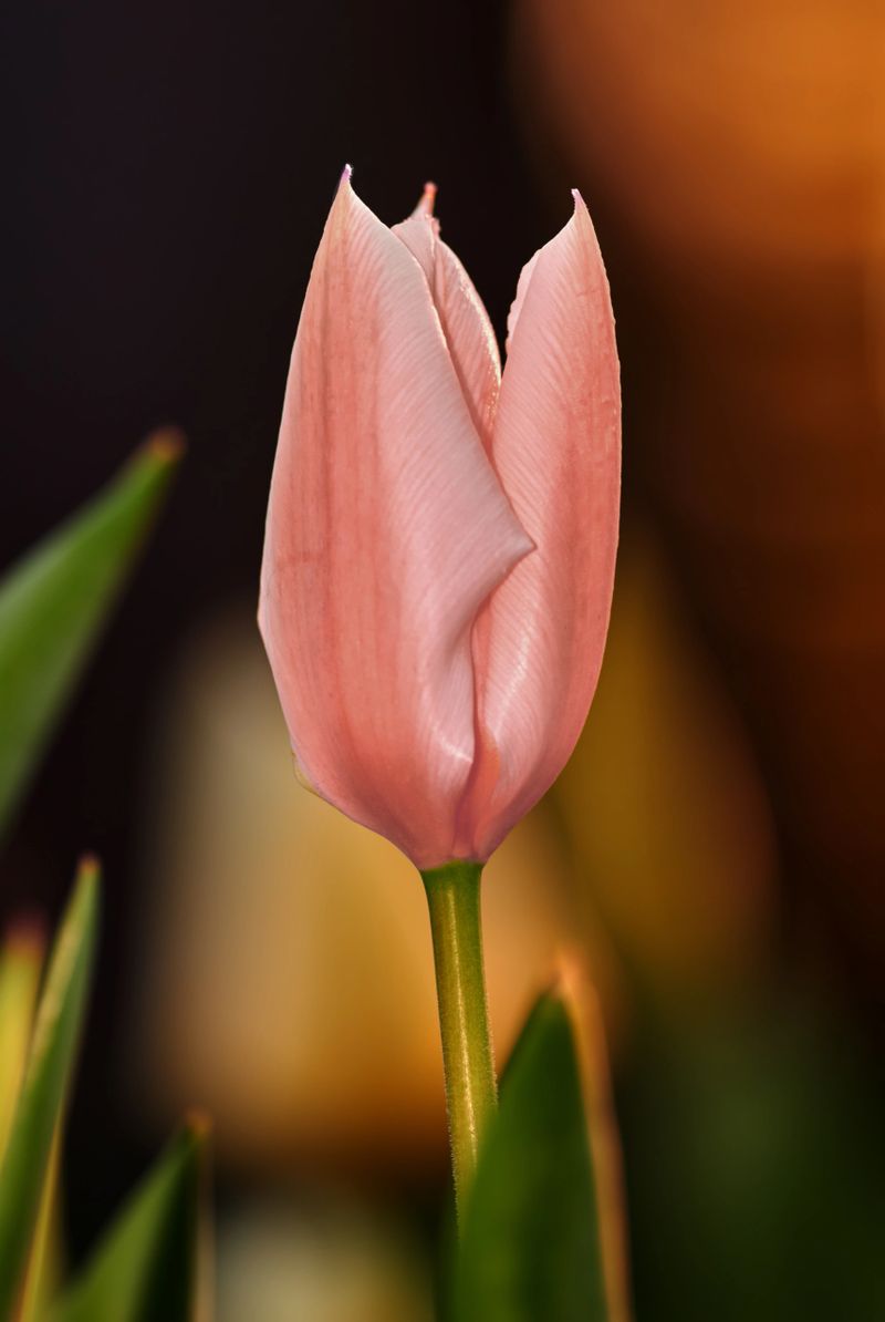 A close-up capture of a delicate pink tulip (Tulipa) in soft focus, showcasing its tender petals against a bokeh background. The image emanates warmth, purity, and the beauty of spring.