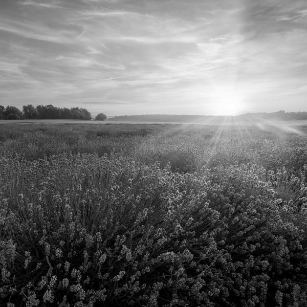 Sunset over a field of flowers in black and white.