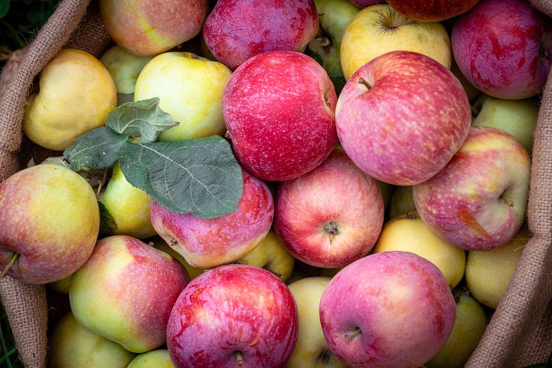 Freshly picked apples in the summer orchard. Red apples in the linen sack on the grass.