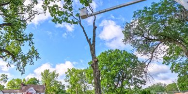 skilled team trimming trees