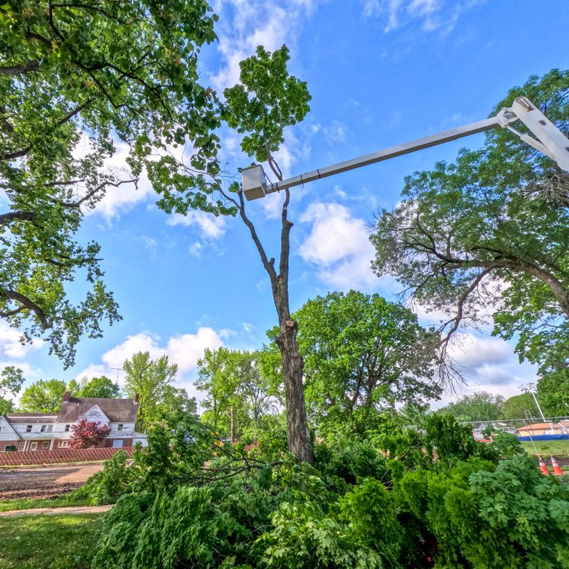 Crews working to cut down a tall tree. A worker is elevated in a bucket crane, using a saw to cut down a tree. Green leafy trees surround the scene. Cloudy Blue skies in the background of view.