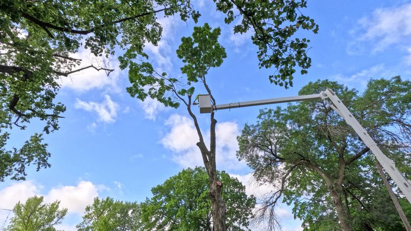 Crews working to cut down a tall tree. A worker is elevated in a bucket crane, using a saw to cut down a tree. Green leafy trees surround the scene. Cloudy Blue skies in the background of view.