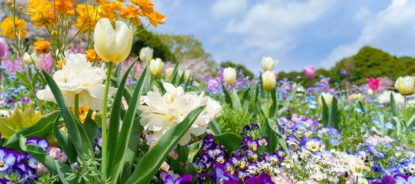 Vibrant orange tulips and purple pansies bloom in a city garden under a clear sky.